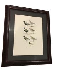 "Plovers" Original Watercolor Painting                  signed by John Sill